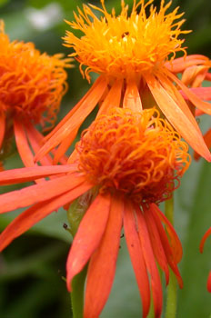 orange flowers